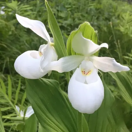 Orhidee de gradina Alba