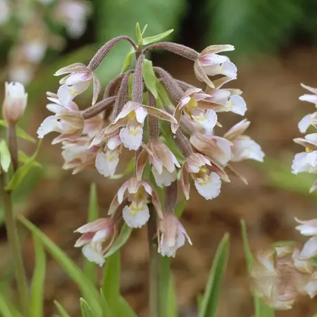 Orhidee de gradina Palustris