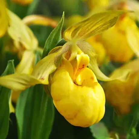 Orhidee de gradina Yellow