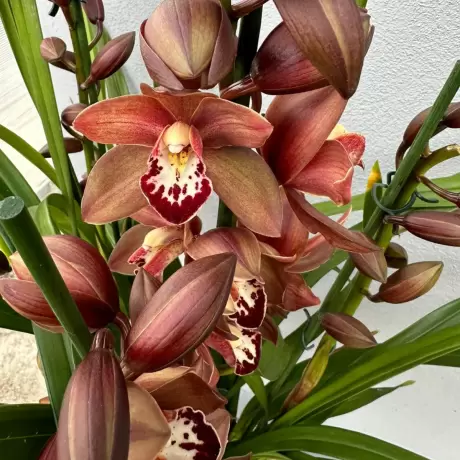 Orhidee Cymbidium - Melany la Ghiveci