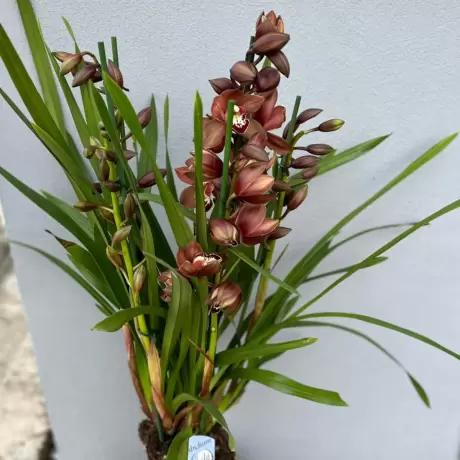 Orhidee Cymbidium - Melany la Ghiveci