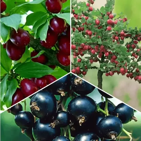 Pachet PROMO 18 - Corn pe Picior / Agris rosu tip pom / Coacaz negru tip pom cu Radacina Impachetata