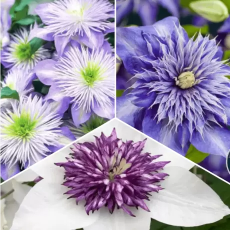 Pachet PROMO 02 - Clematis Florida Sieboldi / Clematis Multi Blue / Clematis Crystal Fountain la Ghiveci