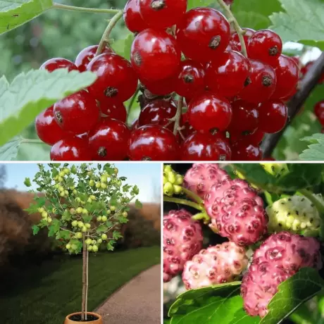 Pachet PROMO 20 - Agris Verde tip Pom / Dud Dark Princes / Coacaz Rosu tip Pomisor cu Radacina Impachetata