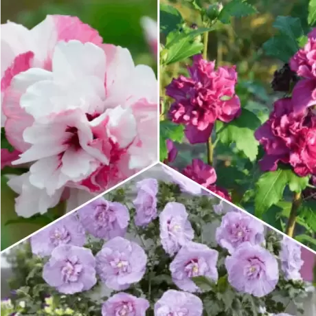 Pachet PROMO 23 - Mix Trio Hibiscus - French Cabaret Pastel / Lavender Chiffon / French Cabaret Red la Ghiveci