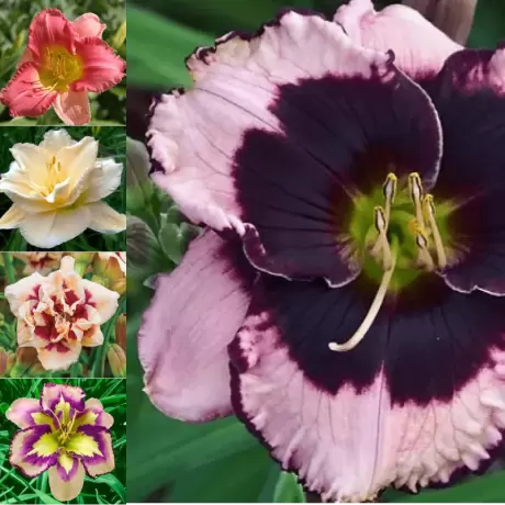 Pachet - PROMO Crini Hemerocallis Mix 1