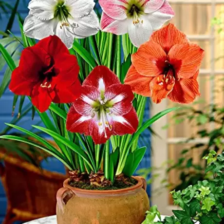 Pachet - PROMO Amaryllis Mix 1