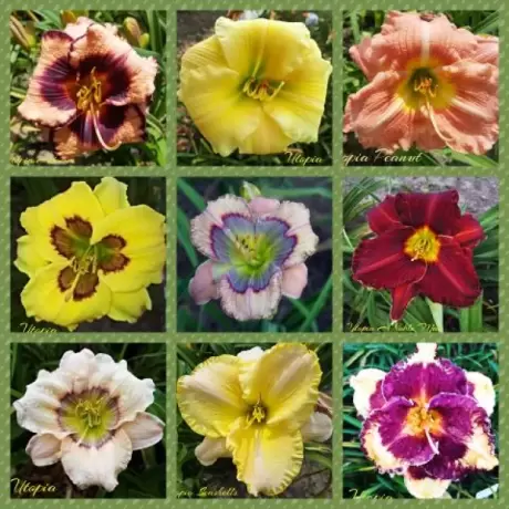 Pachet - PROMO Crini Hemerocallis Mix