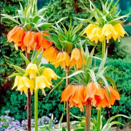 Pachet - PROMO Fritillaria Mix