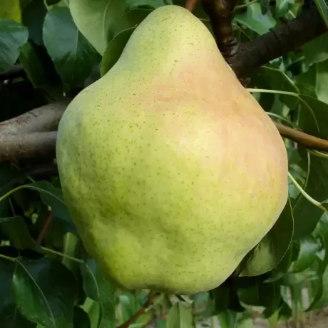 Pom Fructifer - Par Untoasa Hardenpont