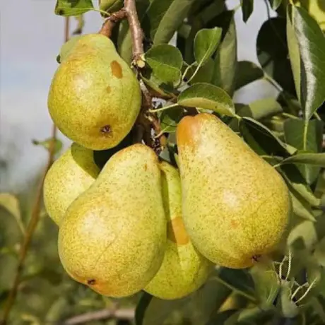 Pom fructifer - Păr Williams