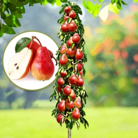 Pom Fructifer - Par Columnar Starkrimson la Ghiveci