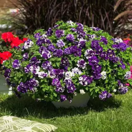 Petunie Dublă Parfumată - Violet - Alb la Ghiveci