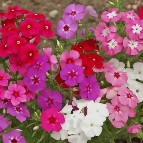 Phlox Mix