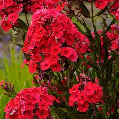 Phlox Red