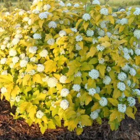 Physocarpus Opulifolius – Dart-s Gold la Ghiveci