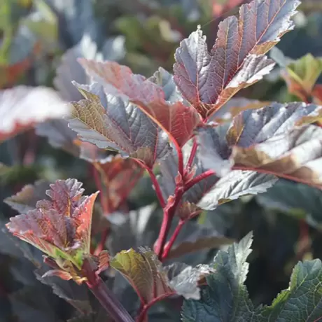 Physocarpus Opulifolius - Red Baron la Ghiveci