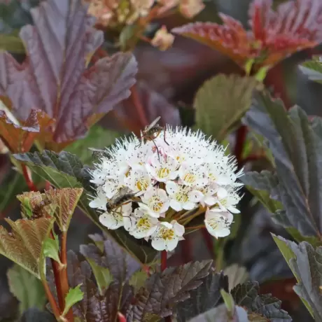 Physocarpus Opulifolius - Red Baron la Ghiveci