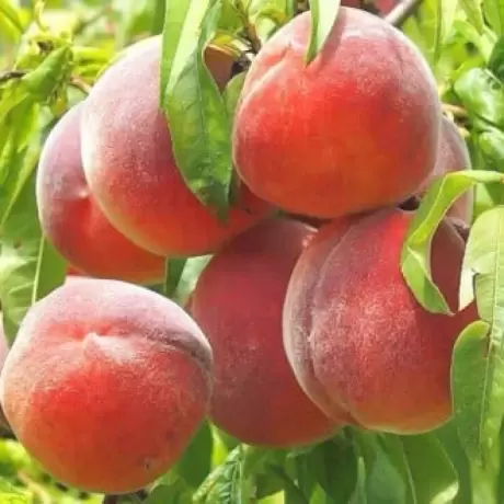 Pom Fructifer - Piersic Royal Summer
