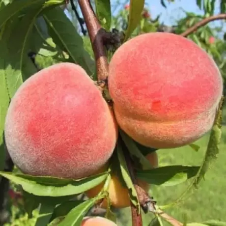 Pom Fructifer - Piersic Royal Velvet