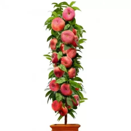 Pom Fructifer - Piersic Plat Columnar Little Pinocchio la Ghiveci