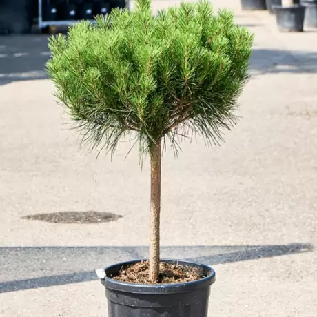 Pin Rosu Japonez - Pinus Densiflora Alice Verkade la Ghiveci