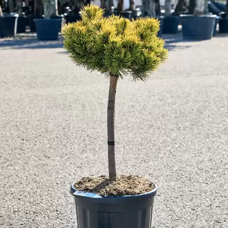 Pin Pitic - Pinus Densiflora Mugo Carstens Wintergold la Ghiveci
