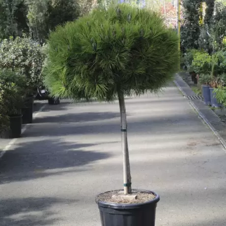 Pin Negru - Pinus Nigra Marie Bregeon la Ghiveci