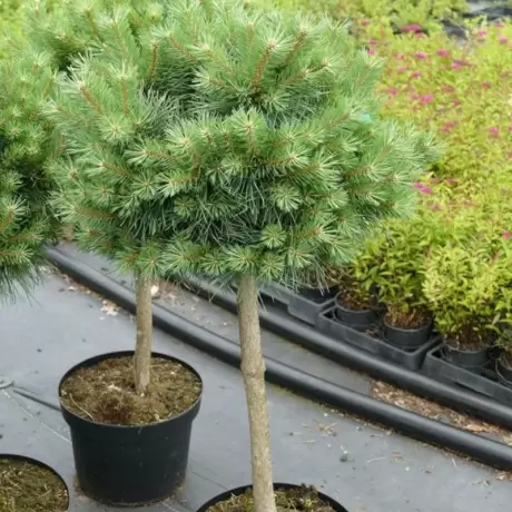 Pin Scotian - Pinus Sylvestris Martham la Ghiveci
