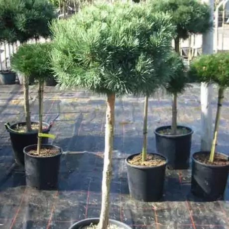 Pin Scotian - Pinus Sylvestris Watereri la Ghiveci