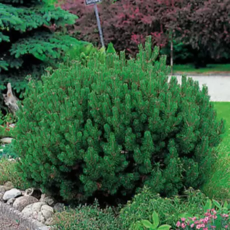 Pin Pitic - Pinus Mugo Mops la Ghiveci