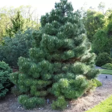 Pin Austriac Negru - Pinus Nigra la Ghiveci