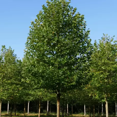 Platan - Platanus Hispanica la Ghiveci