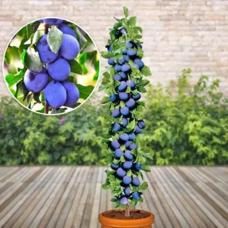 Pom Fructifer - Prun Columnar Imperial la Ghiveci