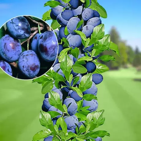 Pom Fructifer - Prun Columnar Sweet Blue la Ghiveci