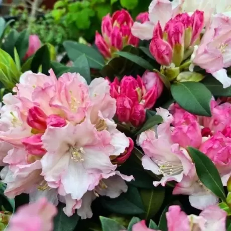 Rhododendron Dreamland la Ghiveci
