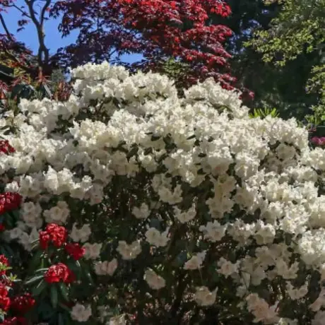 Rhododendron Gartendirektor Rieger la Ghiveci