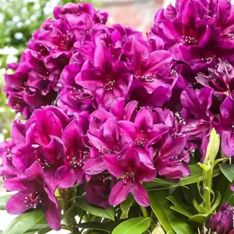 Rhododendron Polarnacht la Ghiveci