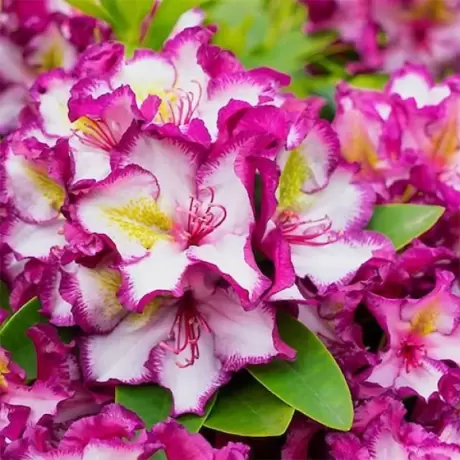 Rhododendron Pushy Purple la Ghiveci