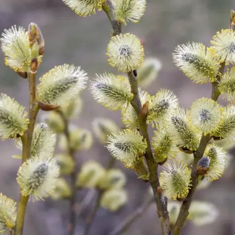 Salix Caprea la Ghiveci