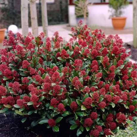 Liliac Japonez - Skimmia Japonica Red la Ghiveci