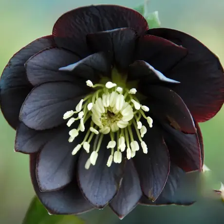 Spanz (Helleborus) Black