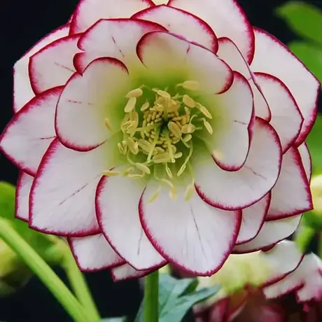 Spanz (Helleborus) Fire and Ice