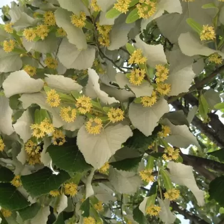 Tei Argintiu - Tilia Tomentosa cu Radacina Impachetata