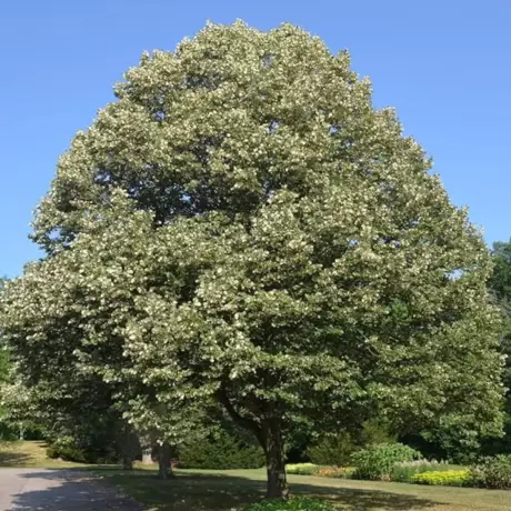 Tei Argintiu - Tilia Tomentosa la Ghiveci
