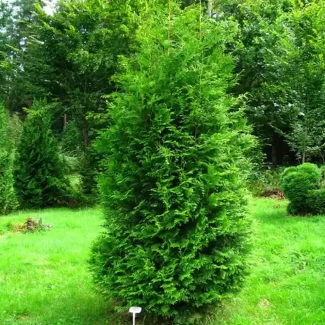 Tuia Occidentalis - Brabant la Ghiveci