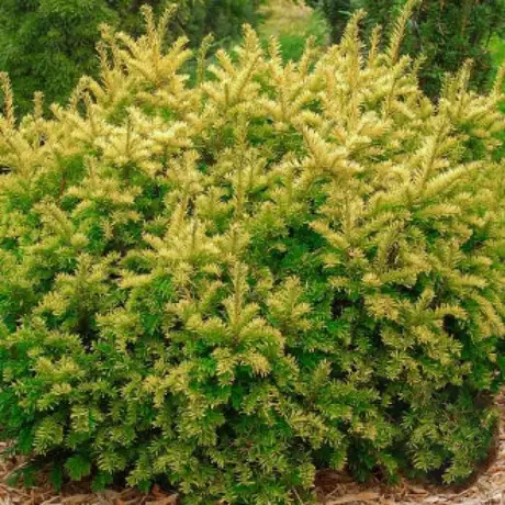 Tisa Summergold