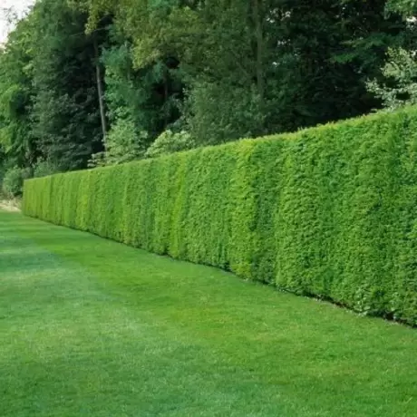 Tisa Gard Viu vesnic Verde - Taxus Baccata