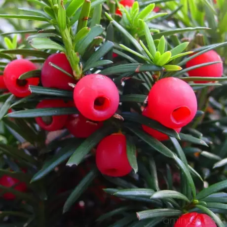 Tisa Gard Viu vesnic Verde - Taxus Baccata