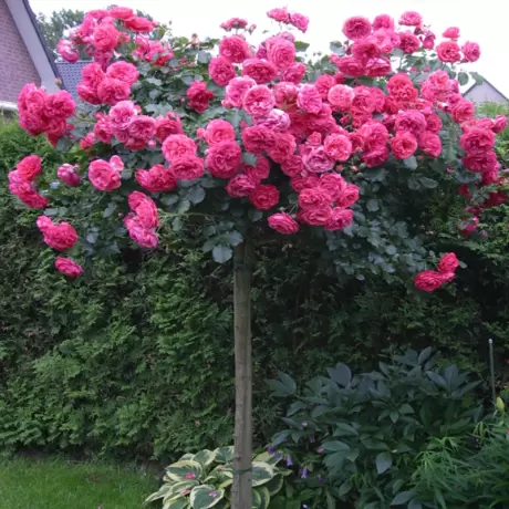 Trandafir Pomisor Rosarium la Ghiveci